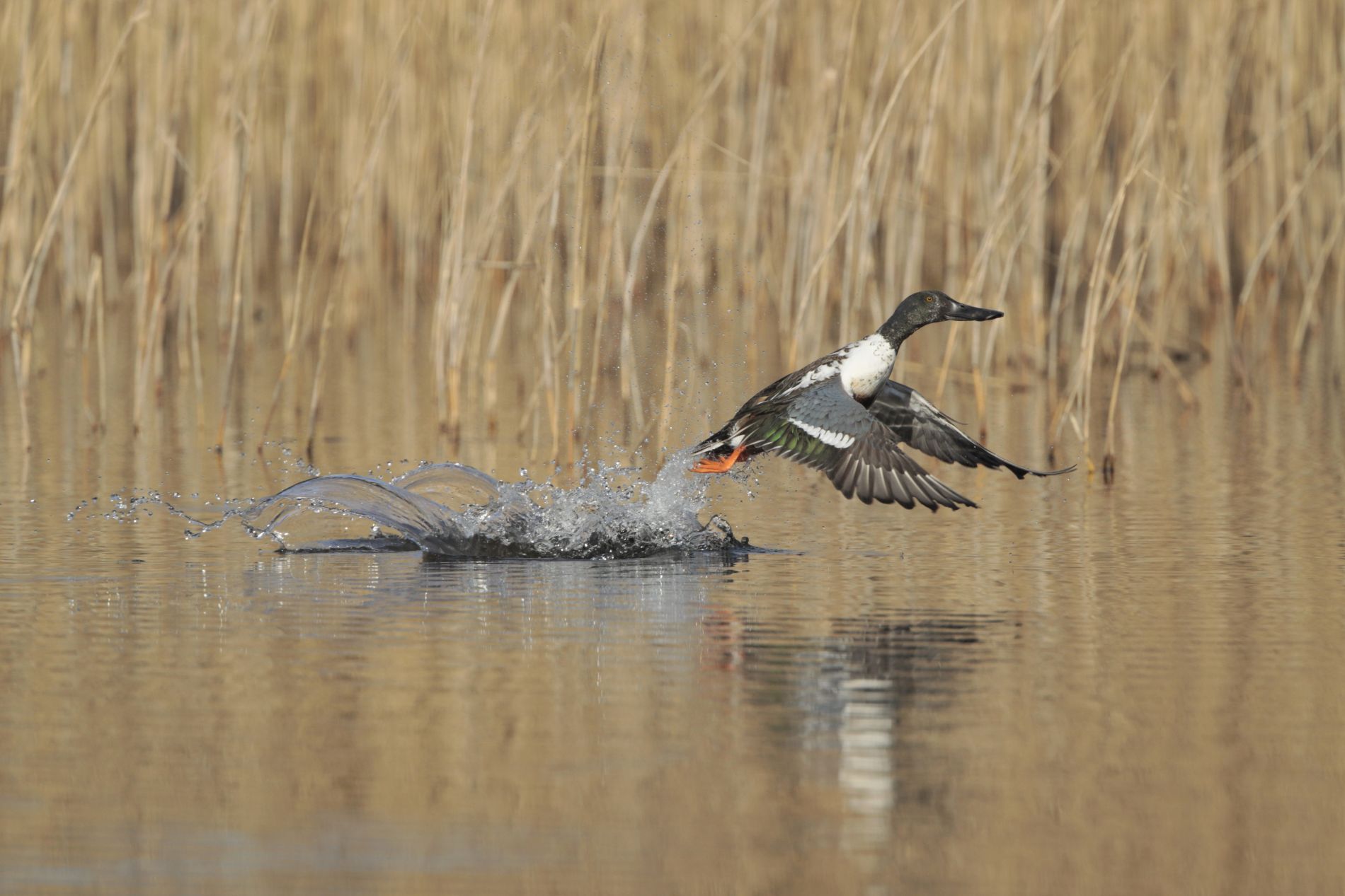 Vogels