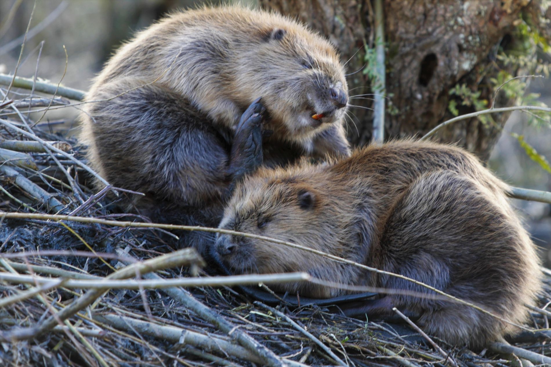 Zoogdieren