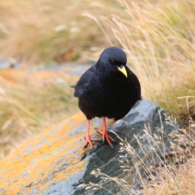 Alpenkauw Pyrrhocorax Pyrrohocorax 2637
