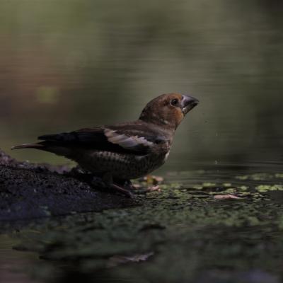 Appelvink Coccothraustes Coccothraustes 0i6381 2