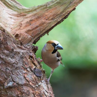 Appelvink Coccothraustes Coccothraustes 8393 2