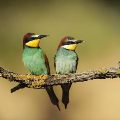 Bijeneter Merops Apiaster K0i5376 2