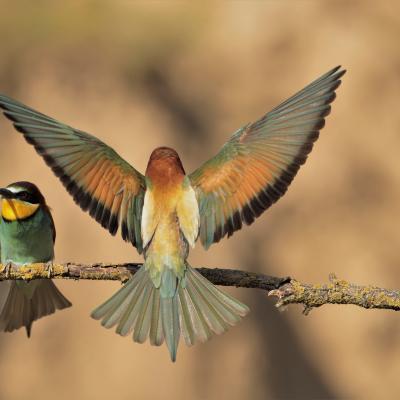 Bijeneter Merops Apiaster K0i5388 2