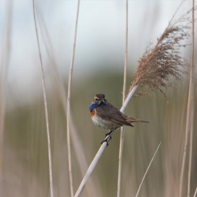 Blauwborst Cyanosylvia Svecica 8127 2