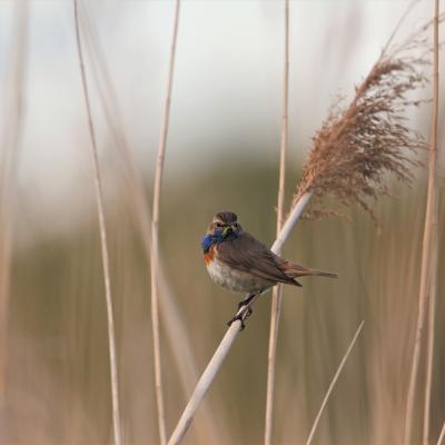Blauwborst Cyanosylvia Svecica 8127 3