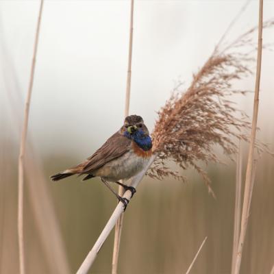 Blauwborst Cyanosylvia Svecica 8127 8139 2