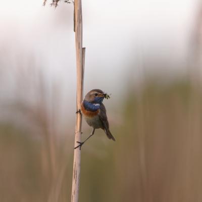 Blauwborst Cyanosylvia Svecica 8127 8175 2
