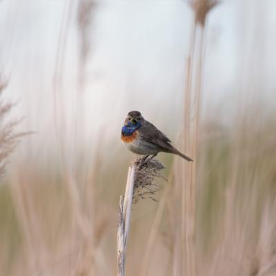 Blauwborst Cyanosylvia Svecica 8127 8177 2