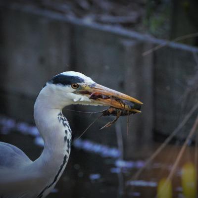 Blauwe Reiger Ardea Cinerea 4416 2