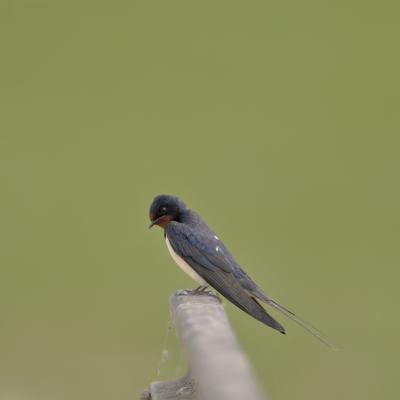 Boerenzwaluw Hirundo Rustica 0i5063 2