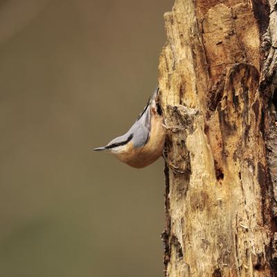 Boomklever Sitta Europaea 0i2545 2