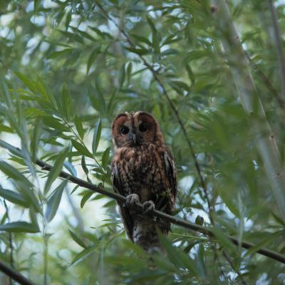 Bosuil Strix Aluco 0342 2