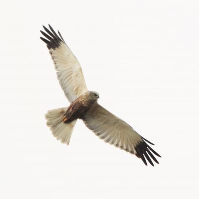 Bruine Kiekendief Circus Aeruginosus K0i2936 2