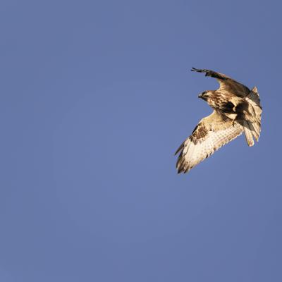 Buizerd Buteo Buteo 0i6560 2