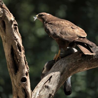 Buizerd Buteo Buteo I6433 2