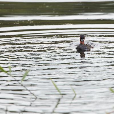 Dodaars Podiceps Ruficollis 0796 2