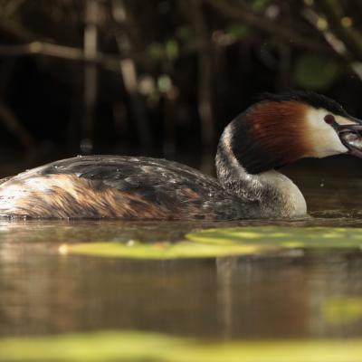 Fuut Podiceps Cristatus K0i2393 3