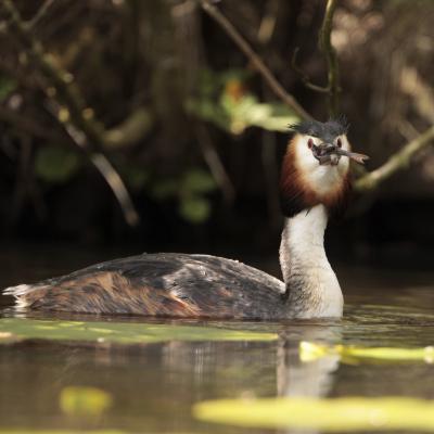 Fuut Podiceps Cristatus K0i2400 3