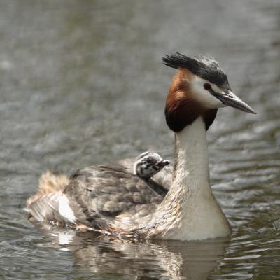 Fuut Podiceps Cristatus K0i2459 2