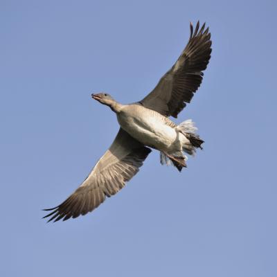 Grauwe Gans Anser Anser 0i4074 2