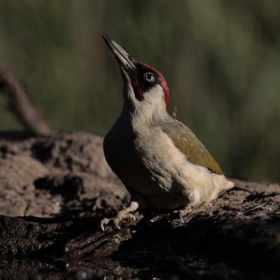 Groene Specht Picus Viridis I6746 2