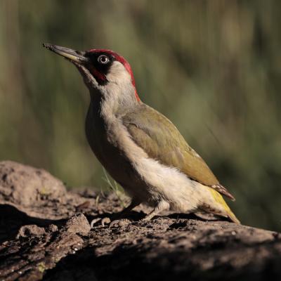 Groene Specht Picus Viridis I6752 2