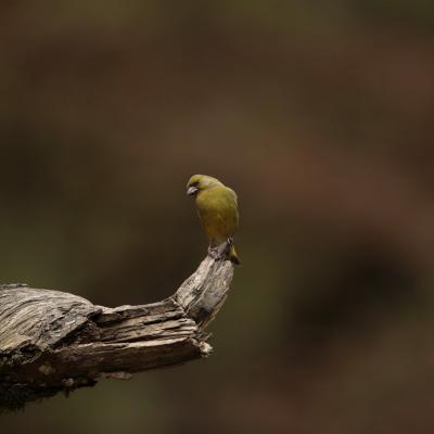 Groenling Chloris Chloris 0i3671 2