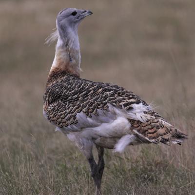 Grote Trap Otis Tarda K0i6639 2