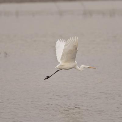 Grote Zilverreiger Egretta Alba 0i7702 2