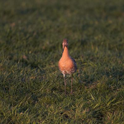 Grutto Limosa Limosa 6801 2