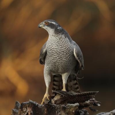 Havik Accipiter Gentilis 