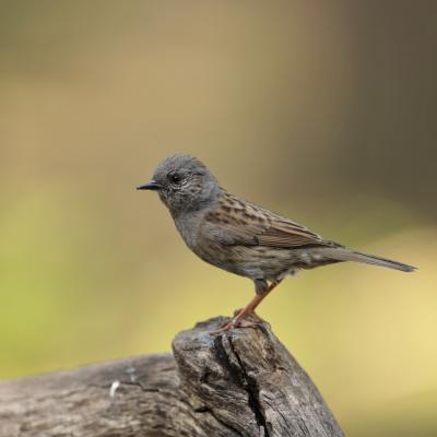 Heggemus Prunella Modularis 0i8555 2