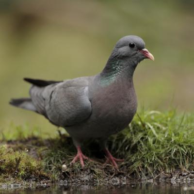 Holenduif Columba Oenas I3662 2