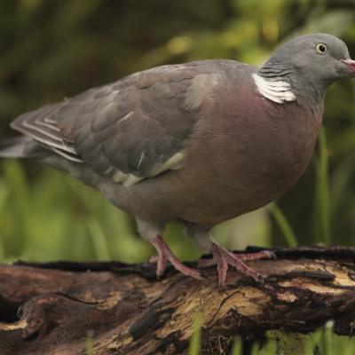 Houtduif Columbia Palumbus 0i9364 2