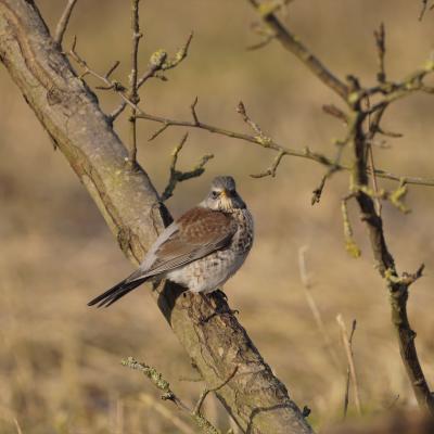 Kramsvogel Tardus Pilaris I7448 2