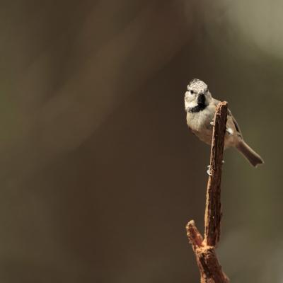 Kuifmees Parus Cristatus 0i8286 2