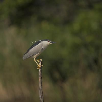 Kwak Nycticorax Nycticorax 0i5837 2