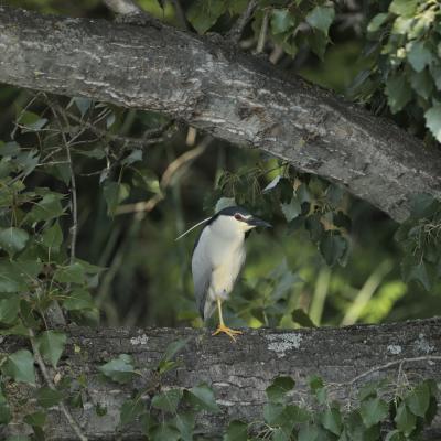 Kwak Nycticorax Nycticorax 0i5857 2