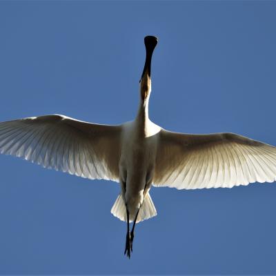 Lepelaar Platalea Leucorodia K0i1083 2