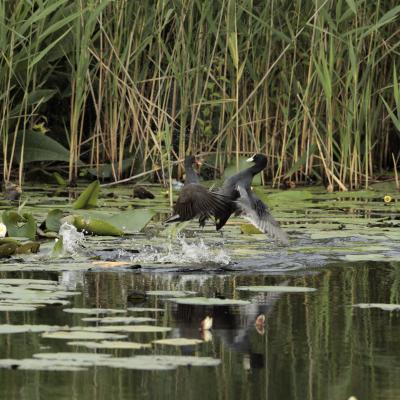 Meerkoet Fulica Atra 0i8811 2