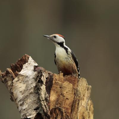 Middelste Bonte Specht Dendrocopos Medius 0i2509 2
