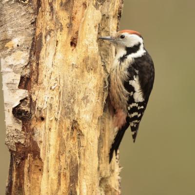 Middelste Bonte Specht Dendrocopos Medius 0i2594 2